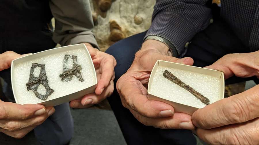 В Австралії знайшли рештки найдавнішої рептилії, яка вміла літати (фото)
