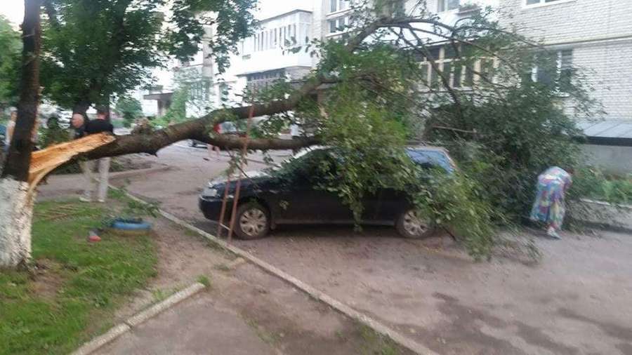 У Луцьку сильний вітер звалив дерево на авто (фото) 