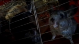 Частину тварин із затопленого зоопарку у Новій Каховці врятували (фото, відео)