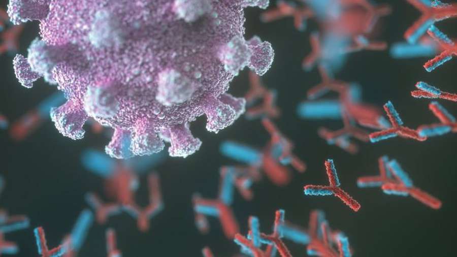 Антитіла після коронавірусу живуть лише кілька місяців – дослідження