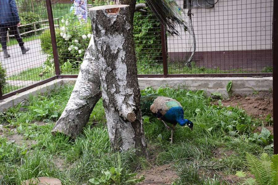 Із озелененням та басейном: у Луцькому зоопарку павичі «переїхали» в новий вольєр