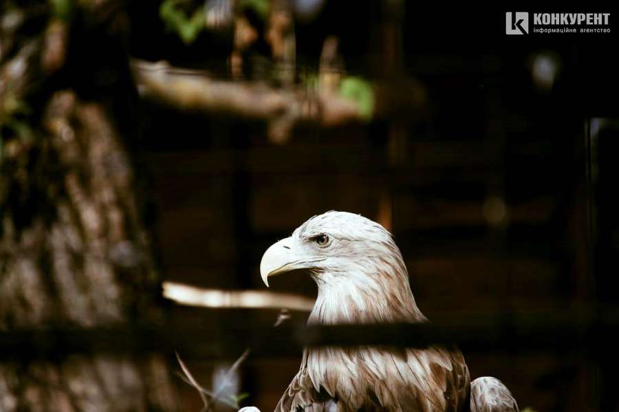 Заквітчано та людно: літня екскурсія Луцьким зоопарком (фото)