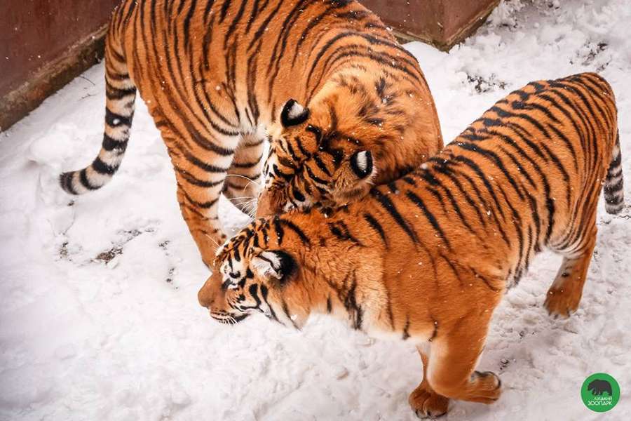 Луцькі тигри позували перед об'єктивом (фото) 