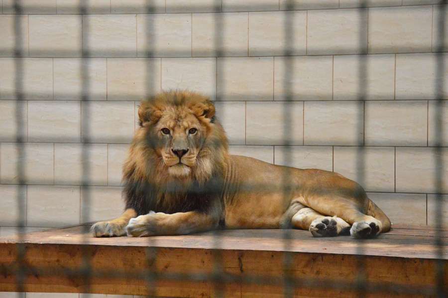 Цар звірів - лев - справжня грація, могутність