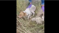 Витягли ледь живих: волинянка викинула у колодязь двох собак (фото, відео)