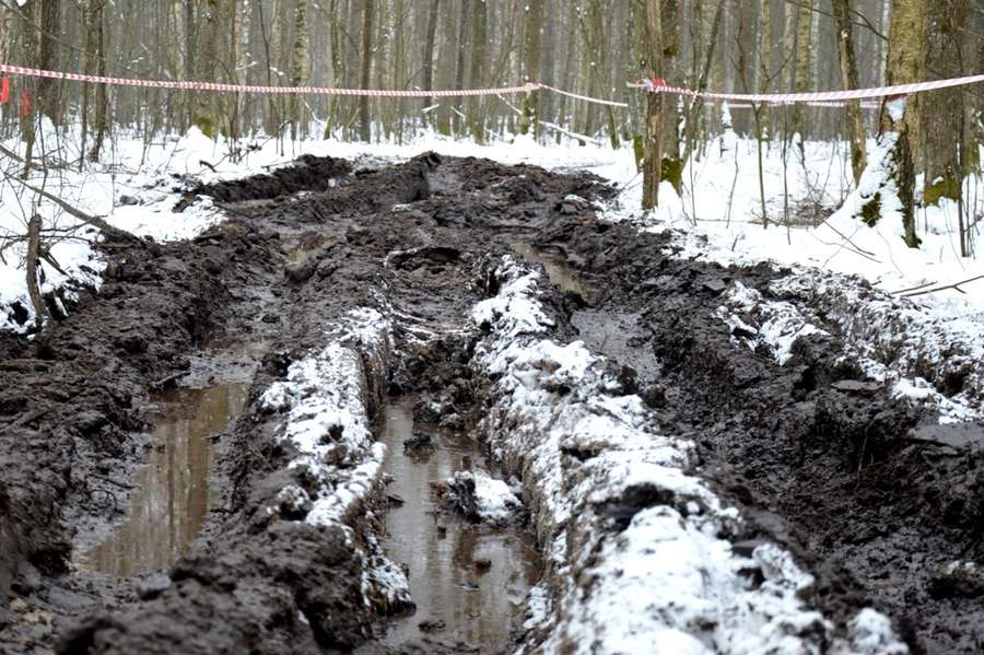 Лісоповал по-волинськи: лісівники показали особливості роботи (фото)