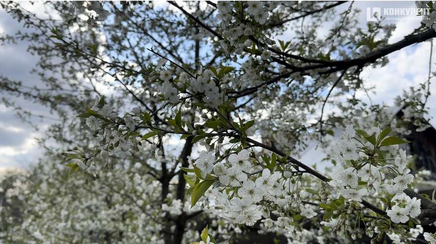 Спокійно і затишно: яка весна у Луцькому замку (фото)