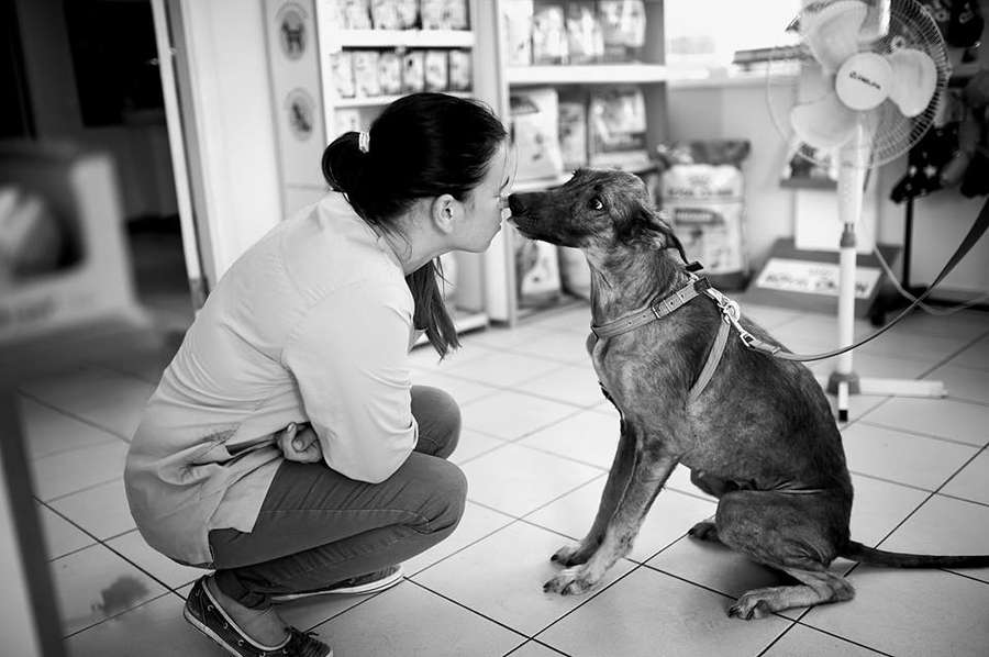 Врятована собака Белла не може знайти господаря через брехню (фото) 