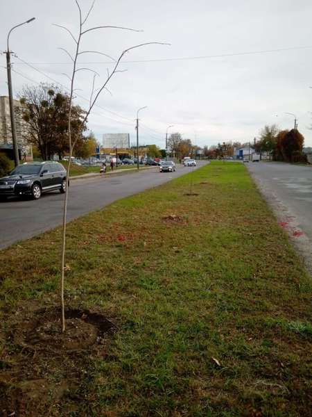 Парки, сквери, вулиці: у Луцькій громаді восени висадили 254 дерева та 285 кущів (фото)
