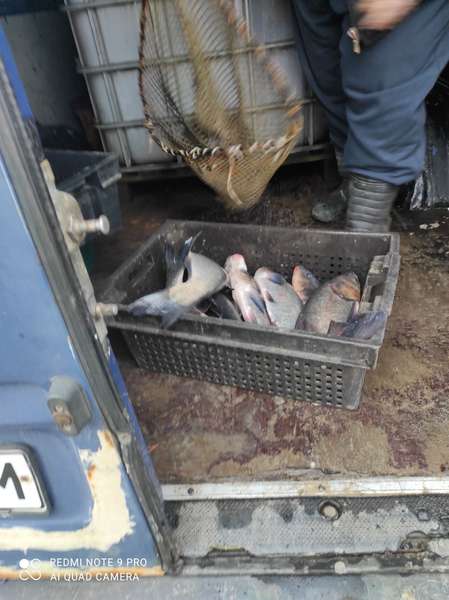 Коропи, товстолоби, амури: на Ковельщині до водосховища випустили 2,5 тонни риби (фото)