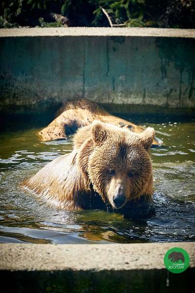 У Луцькому зоопарку ведмедики ловлять сонячні промені у басейні: фото підкорили мережу
