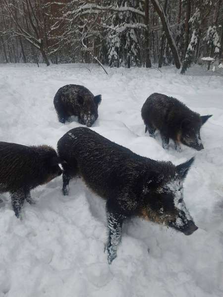 Кабанам – кукурудза, козулям – сіно: ратнівські лісівники підгодовують диких тварин (фото)