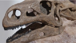 В Австралії археологи знайшли череп динозавра віком майже 100 мільйонів років (фото)