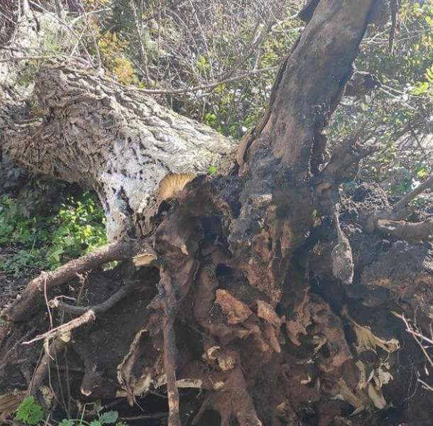 В Одесі сильний вітер повалив дерево, яке вбило жінку (фото, відео)