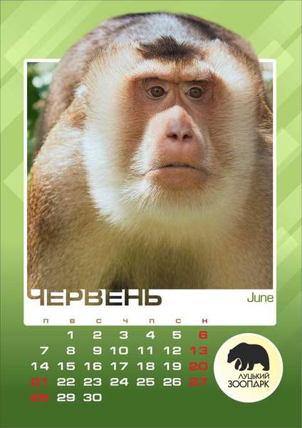 «Луцький зоопарк» випустив «хвостато-вусатий» календар на 2021 рік (фото)