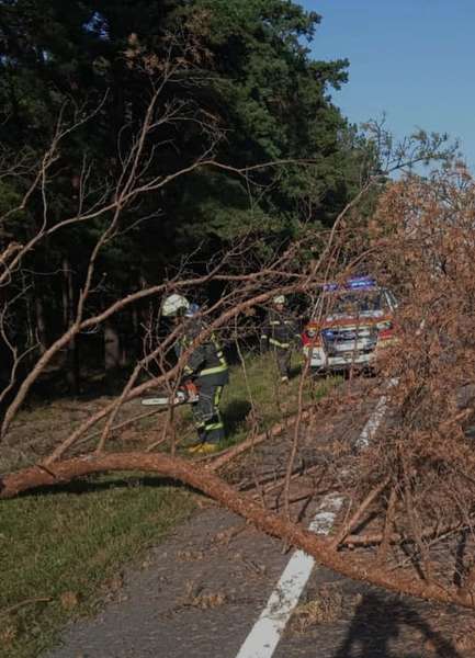 На Камінь-Каширщині повалене дерево перегородило дорогу (фото)