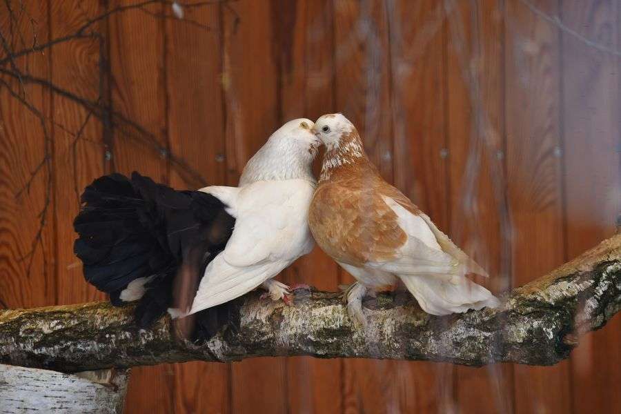 Почуваються комфортно: врятовані з-під Бахмута голуби у Луцькому зоопарку дали потомство (фото)