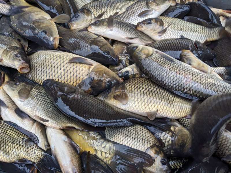 Пів тонни риби випустили у водосховище на Волині (фото)
