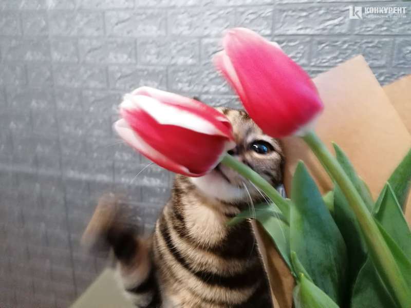 А от кицька обожнює тюльпани