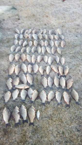 71 тис гривень за пів року: на Волині підрахували збитки від рибних браконьєрів (фото)