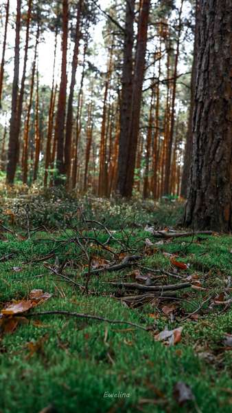 Величні та красиві закутки лісового краю волинського нацпарку (фото)