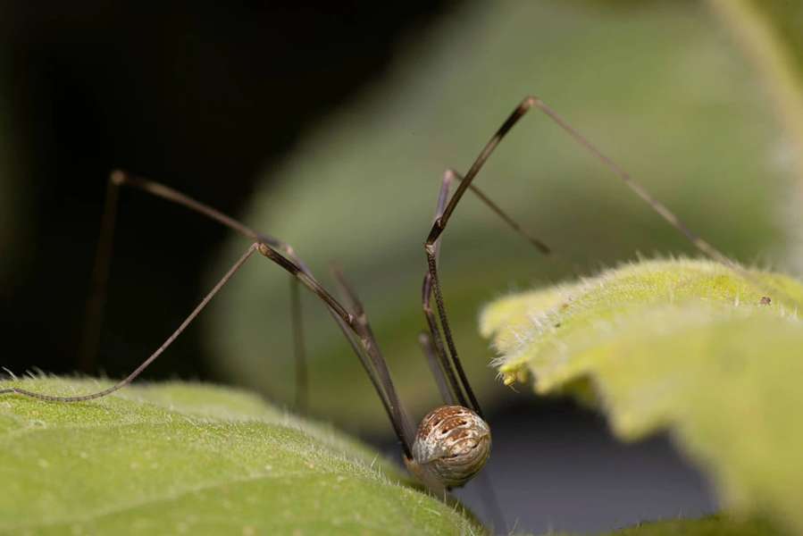 «Можуть бачити плечима»: вчені виявили у павукоподібних додаткові очі