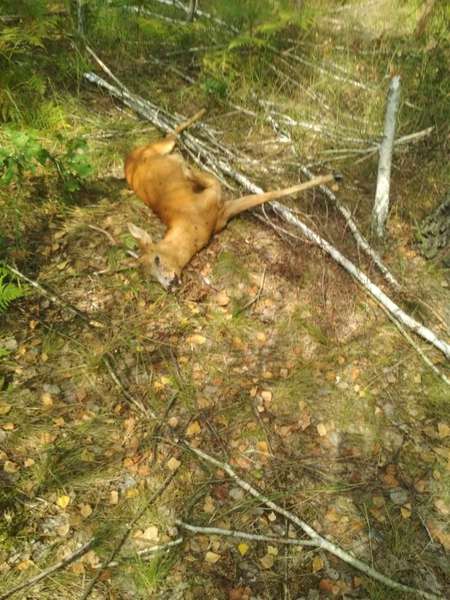 На Камінь-Каширщині браконьєри застрелили самця козулі (фото)