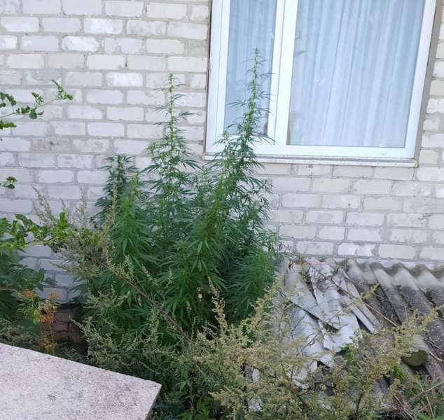 Волинянин виростив на городі заборонені рослини (фото)