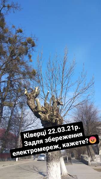 Варварське кронування дерев тепер і в Ківерцях: місцеві нарікають на роботу комунальників (фото)