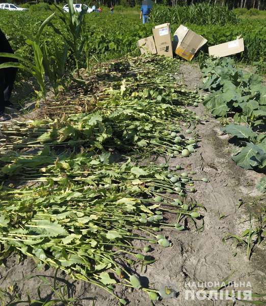 Майже 2000 рослин: на Ковельщині ліквідували дві плантації маку (фото)