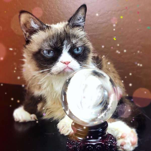 Знаменита в Instagram сердита кішка Grumpy Cat померла (фото)