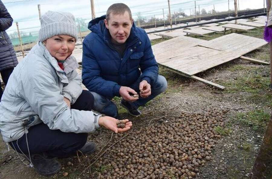 Ферма на піддонах: на Горохівщині сім'я вирощує равликів (фото)