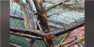 В нацпарку на Волині у пастку браконьєрів потрапила червонокнижна риба (відео)