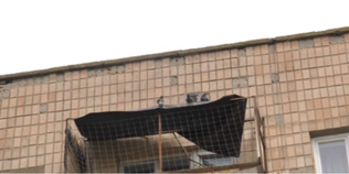 У Луцьку в будинку металевою сіткою закрили голубів: як це сталося (відео)