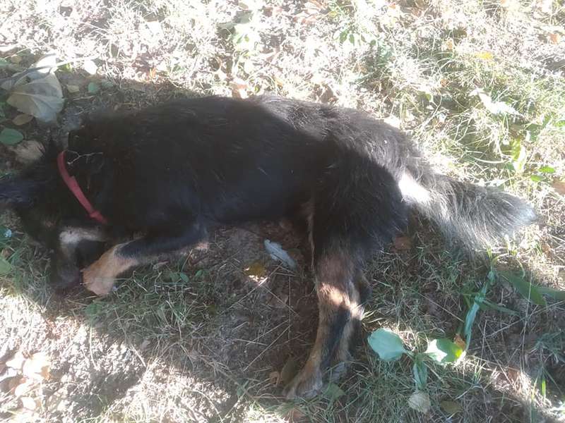 У Луцьку застрелили двох собак. Шукають свідків (фото)
