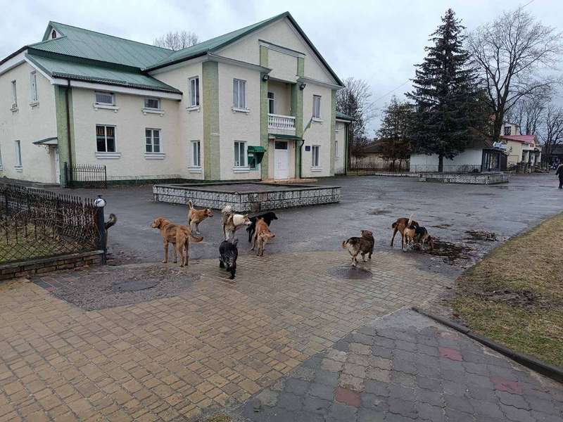 На Старовижівщині господарів каратимуть за собак, які вештаються містом (фото)