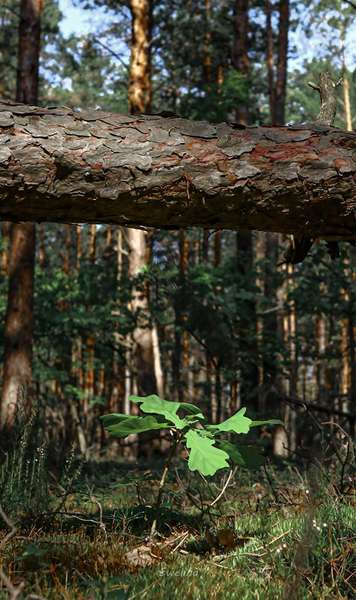Величні та красиві закутки лісового краю волинського нацпарку (фото)