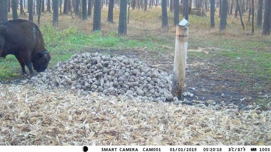 Овес, сіно, сіль-лизунець: у Звірівському лісі підгодовують зубрів (фото)