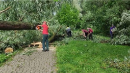 Повалені дерева та лінії електропередач: у Володимира негода наробила шкоди (фото)