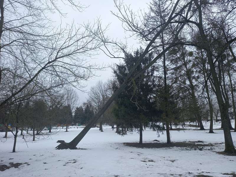 Небезпечне дерево у Центральному парку може впасти на людей (фото)