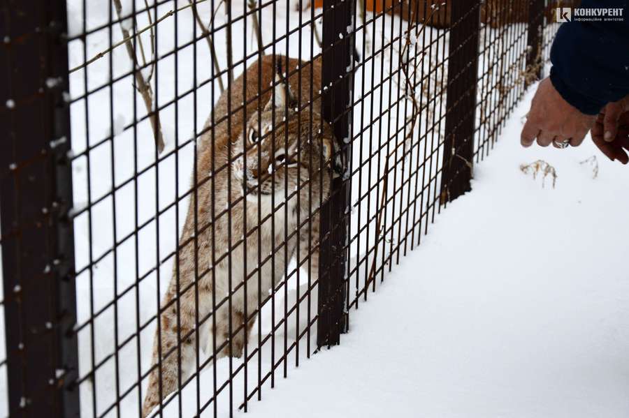 Як зимують тварини Луцького зоопарку (фоторепортаж)