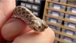 У зоомагазині вилупилась двоголова змія (відео)