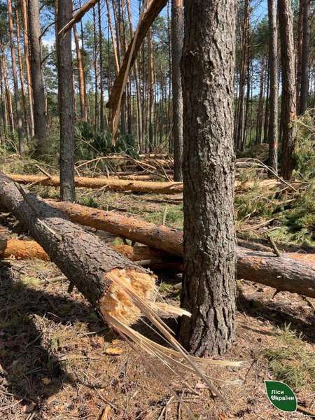 Поламані, як сірники, дерева: буревій пошкодив майже 5 тисяч га лісу на Камінь-Каширщині (фото)