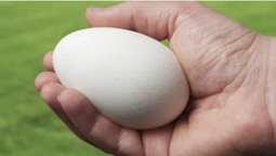 Яйця в руках волинського майстра стали символом кохання (фото)