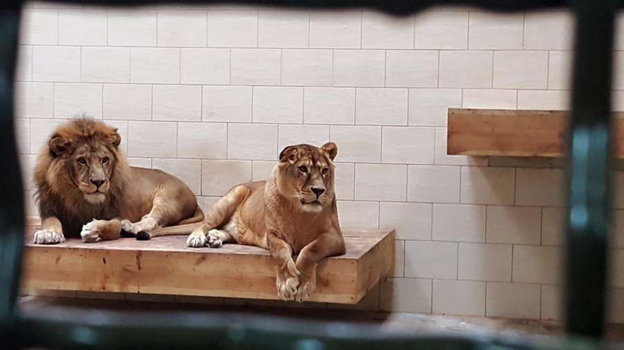 Словацько-українська  компанія подбає про левів в Луцькому зоопарку