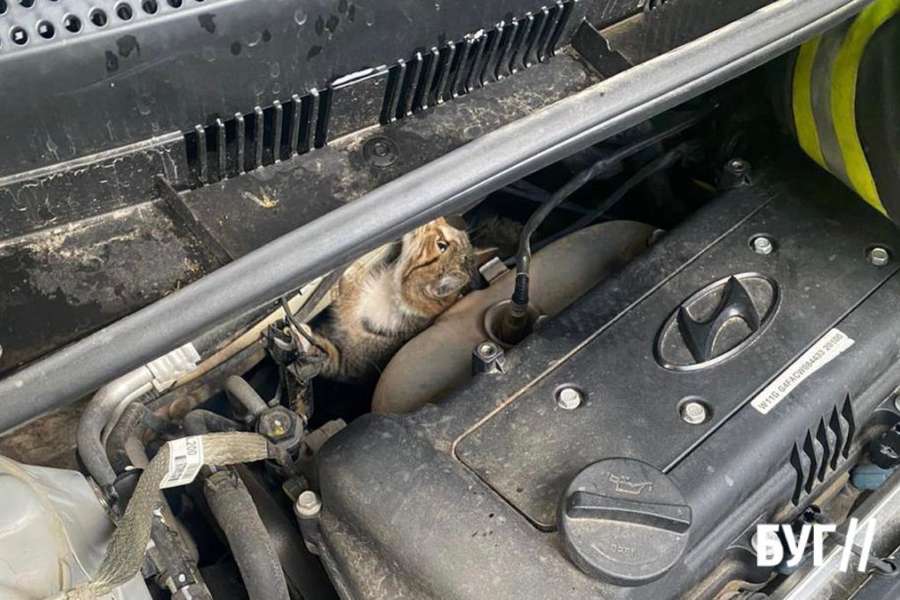 У Нововолинську врятували кота, який застряг під капотом авто (фото)