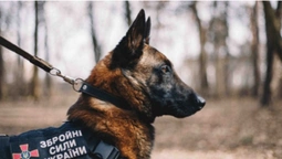 В ЗСУ розповіли, скільки службових собак загинуло внаслідок обстрілів РФ (відео)