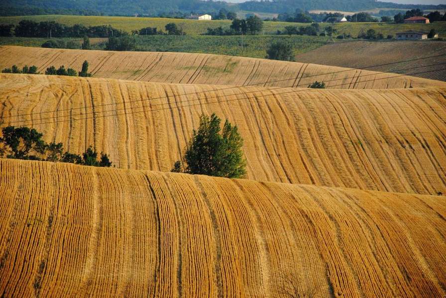 В Україні переглянуть договори оренди сільськогосподарських земель