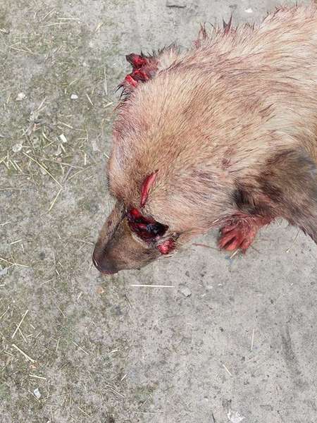 «Хотіли відрубати голову»: на Волині невідомі порубали собаку помічника нардепа (фото 18+)
