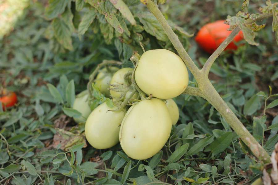 Під Луцьком просто з поля продають помідори: як і за скільки їх купити (фото)